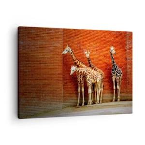 Quadro su tela - Stampe su Tela - Quattro giraffe contro un muro di mattoni in un ambiente artistico - 70x50cm - Vedete qualche acacia? - Decorazione murale moderna per soggiorno e camera da letto ARTTOR