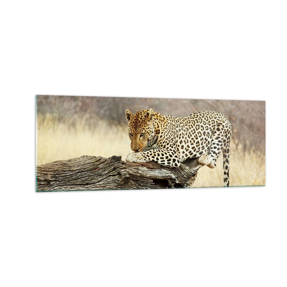 Quadro su vetro - Un leopardo che riposa sul tronco di un albero nella savana - 140x50cm - Vado per la mia strada - Decorazione murale moderna per soggiorno e camera da letto ARTTOR
