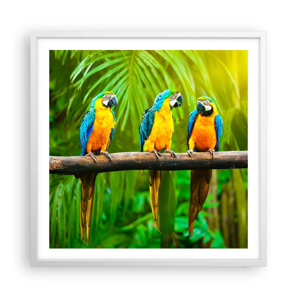 Poster in cornice bianca - Hai sentito che ha fatto? - 60x60 cm