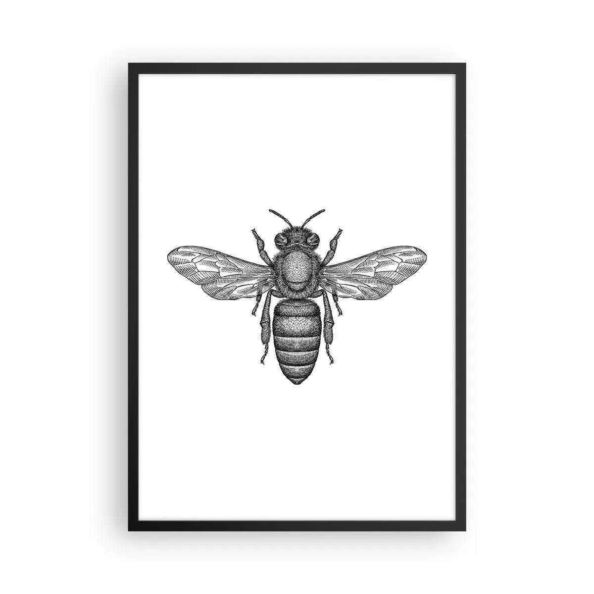 Poster in cornice nera - Illustrazione precisa di un'ape su uno sfondo bianco - 50x70cm - Ritratto d'insetto - Decorazione murale moderna per soggiorno e camera da letto ARTTOR