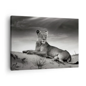Quadro su tela - Stampe su Tela - Ritratto in bianco e nero di una leonessa nella savana - 70x50cm - Il riposo della regina del deserto - Decorazione murale moderna per soggiorno e camera da letto ARTTOR