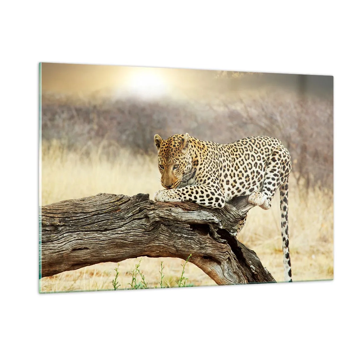 Quadro su vetro - Un leopardo che riposa su un ramo di legno - 120x80cm - Vado per la mia strada - Decorazione murale moderna per soggiorno e camera da letto ARTTOR