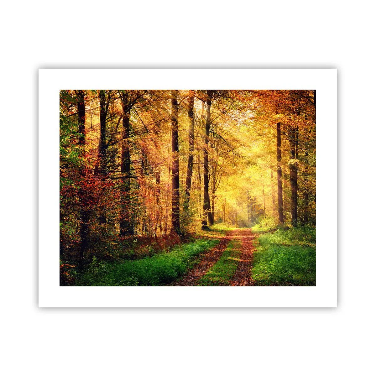 Poster - Il silenzio d'oro del bosco - 50x40 cm