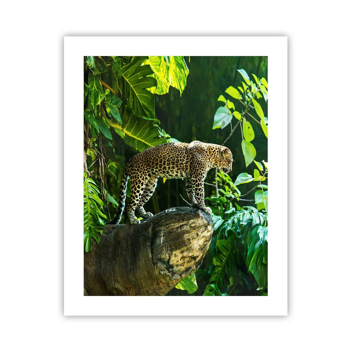 Poster - A caccia? - 40x50 cm
