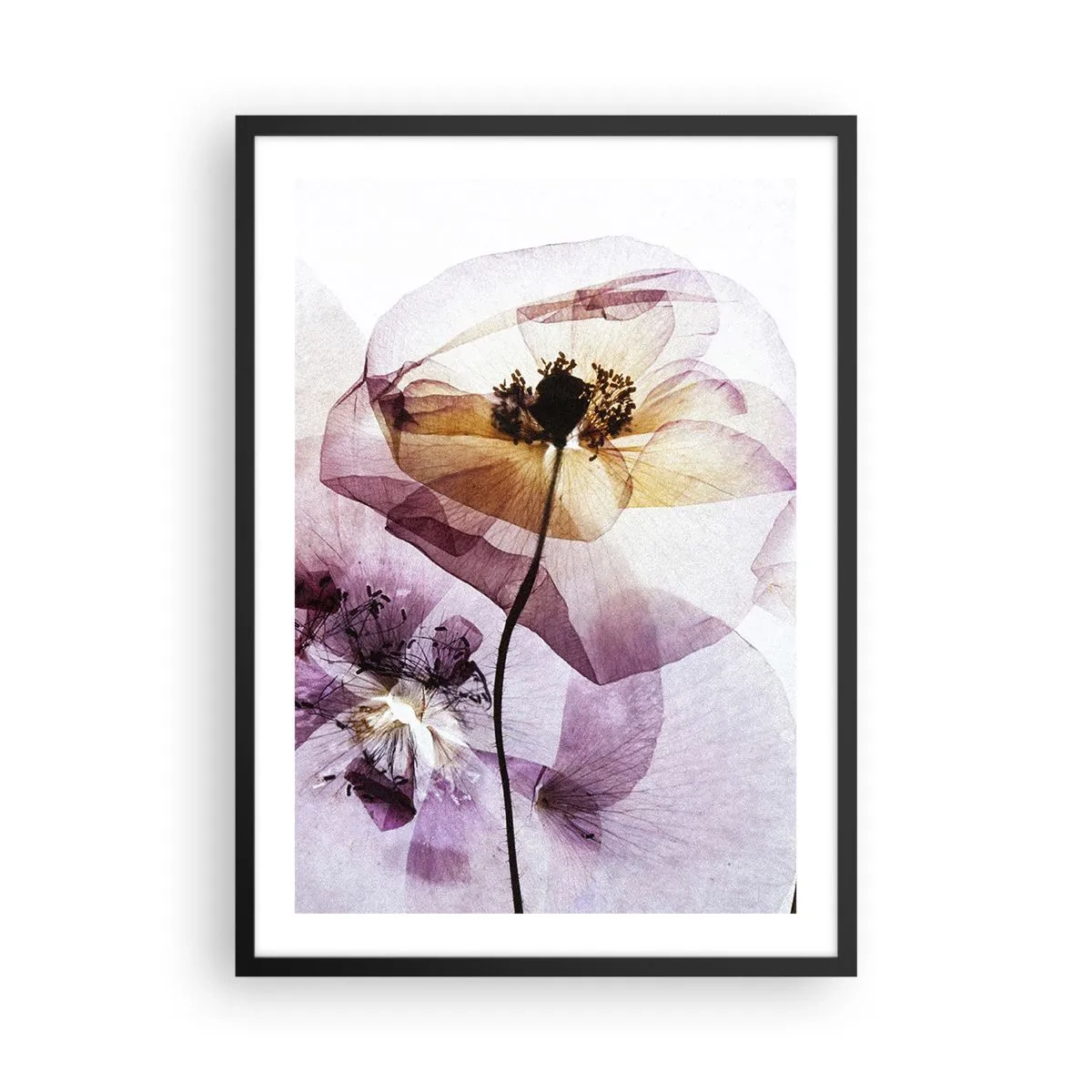 Poster in cornice nera - Fiori trasparenti in tonalità pastello - 50x70cm - Fiori trasparenti - Decorazione murale moderna per soggiorno e camera da letto ARTTOR