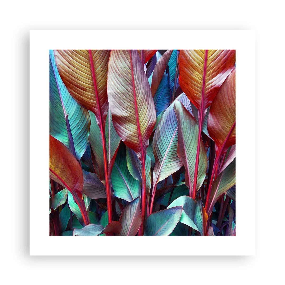 Poster - Selva colorata - 40x40 cm