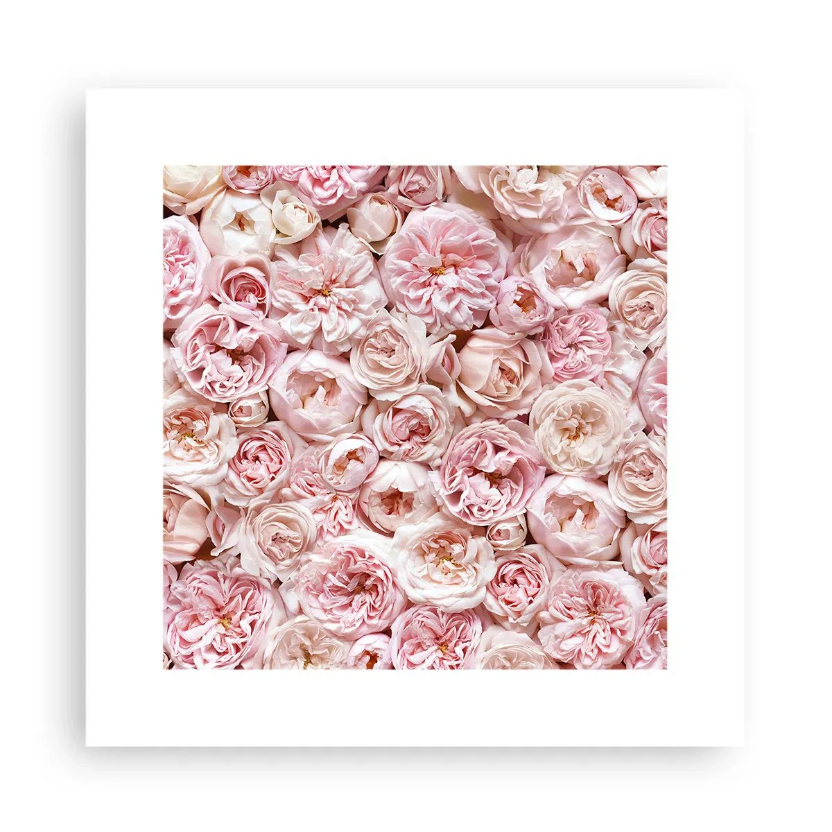 Poster - Coperto di rose - 30x30 cm