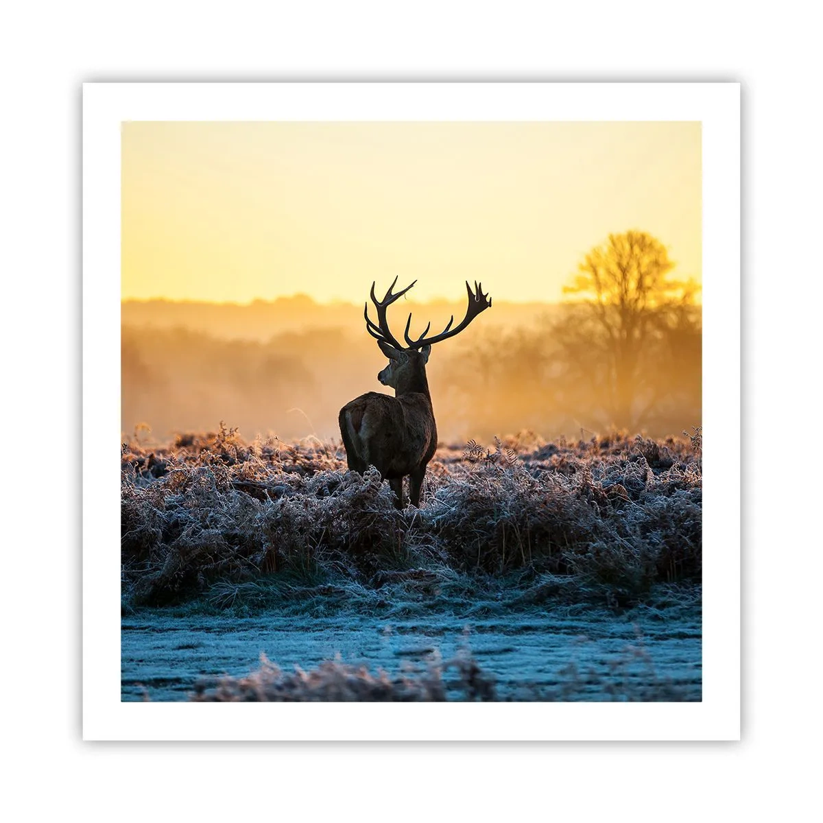 Poster - Incoronato nelle sue terre - 60x60 cm