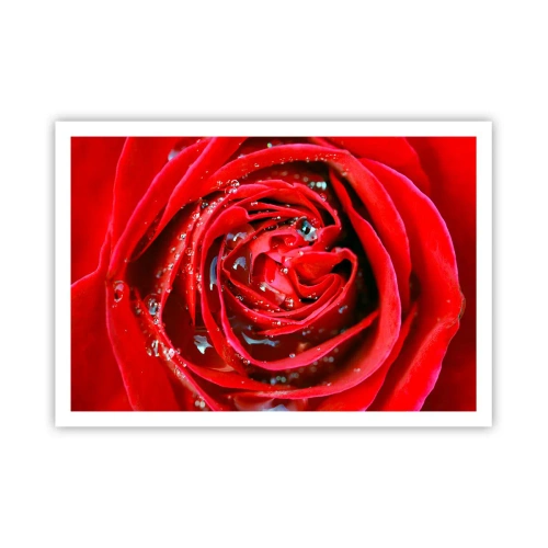 Poster - Primo piano di una rosa rossa con gocce d'acqua sui petali - 100x70cm - Nelle gocce della rugiada - Decorazione murale moderna per soggiorno e camera da letto ARTTOR