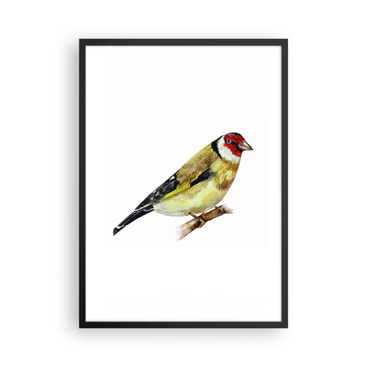 Poster in cornice nera - Cardellino su un ramo in stile acquerello - 50x70cm - Ritratto di uccello - Decorazione murale moderna per soggiorno e camera da letto ARTTOR