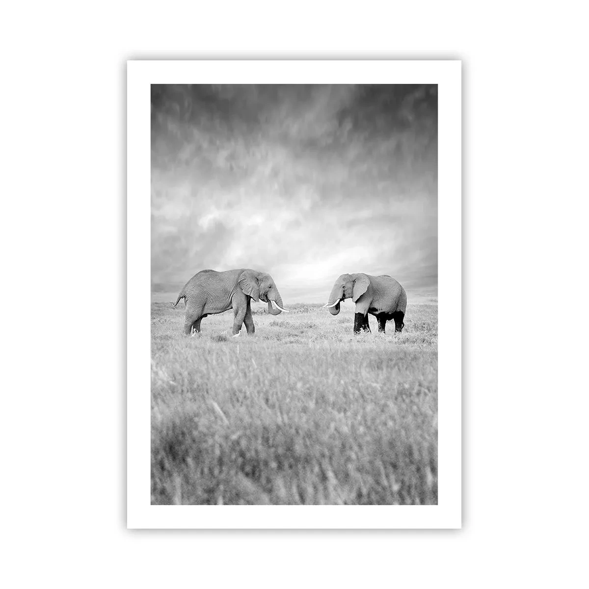 Poster - Elefanti bianchi e neri nella savana - 50x70cm - Grigio è bello - Decorazione murale moderna per soggiorno e camera da letto ARTTOR