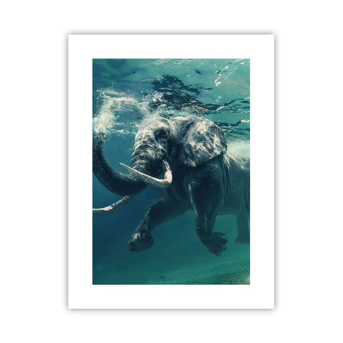Poster - Tutti amano nuotare - 30x40 cm