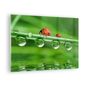 Quadro su vetro - Coccinelle su un filo d'erba con gocce di rugiada e riflesso nell'acqua - 70x50cm - In cammino per tutta l'estate - Decorazione murale moderna per soggiorno e camera da letto ARTTOR