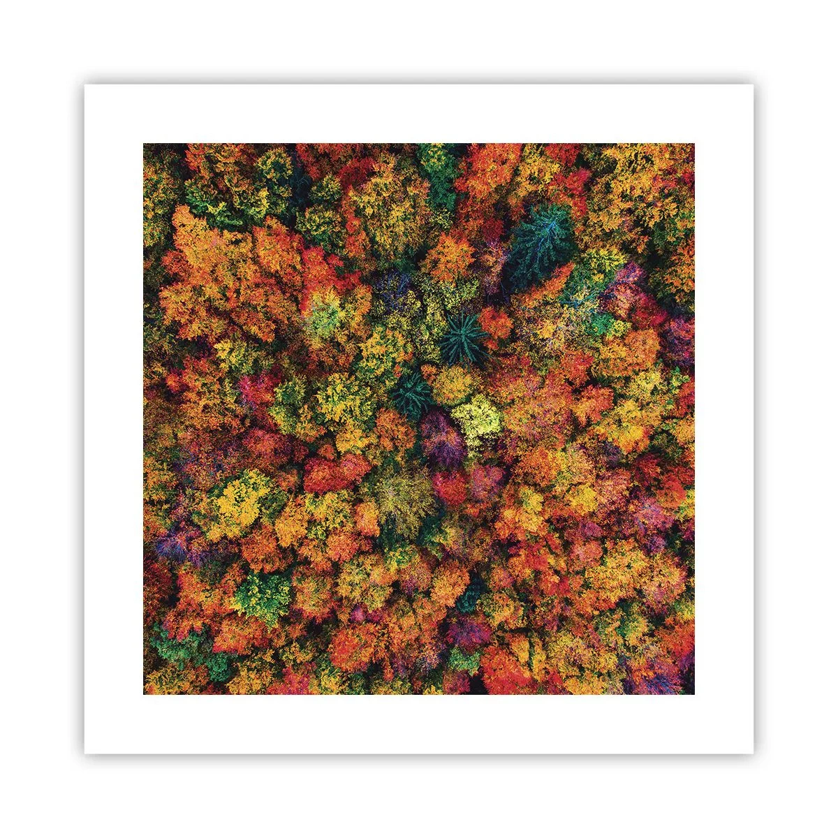 Poster - Il bouquet degli alberi d'autunno - 40x40 cm