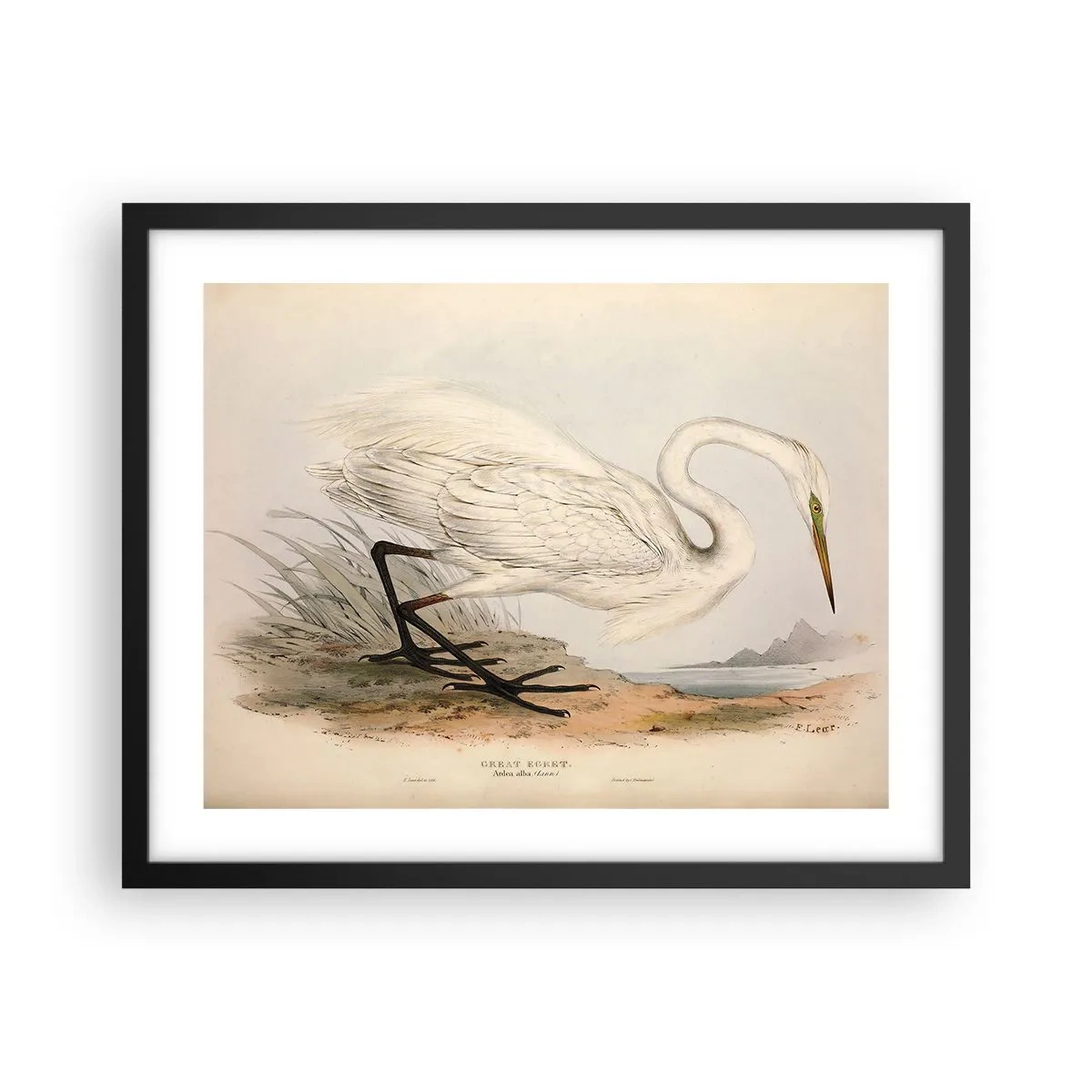 Poster in cornice nera - La signora nel canneto - 50x40 cm