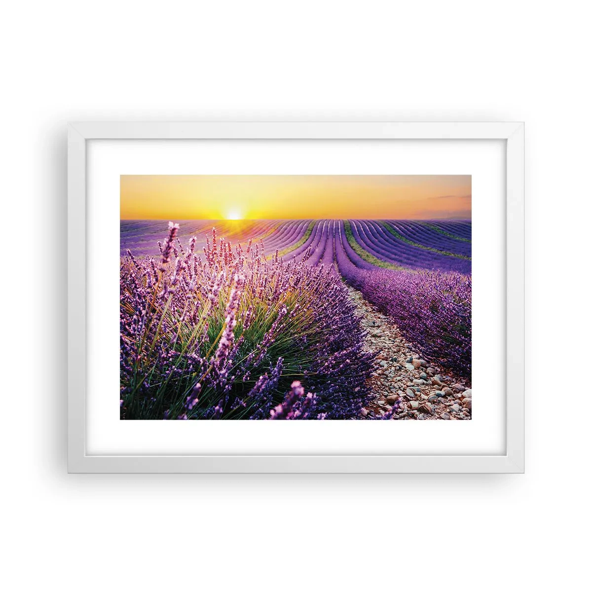 Poster in cornice bianca - Campo profumato - 40x30 cm