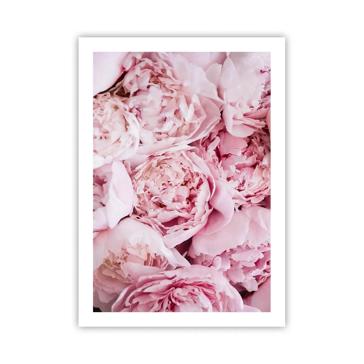Poster - Un primo piano di delicate peonie rosa in piena fioritura - 50x70cm - Morbide e profumate - Decorazione murale moderna per soggiorno e camera da letto ARTTOR