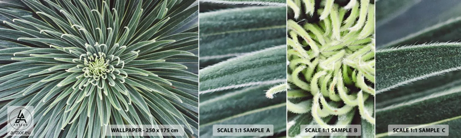 Campione Di Fotomurale Standard Eco - La nascita delle stelle - Fiore di agave, Agave, Fiori - 100x30 cm