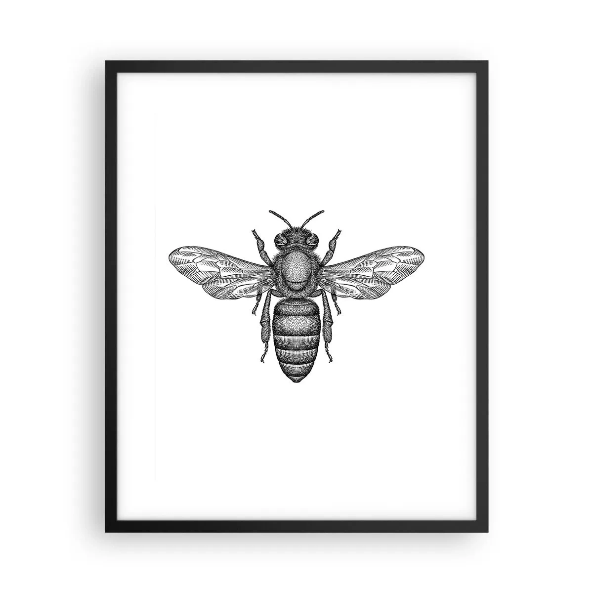 Poster in cornice nera - Ritratto d'insetto - 40x50 cm