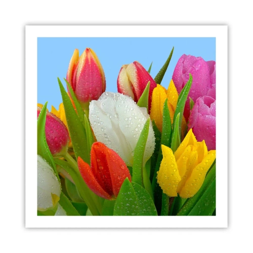 Poster - Fiori multicolori nella rugiada - 60x60 cm