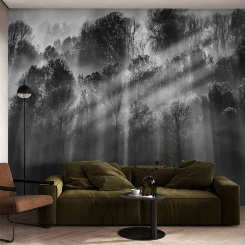 Fotomurali Standard Eco - Nei getti di luce - Paesaggio, foresta, Bianco e nero - 300x210 cm