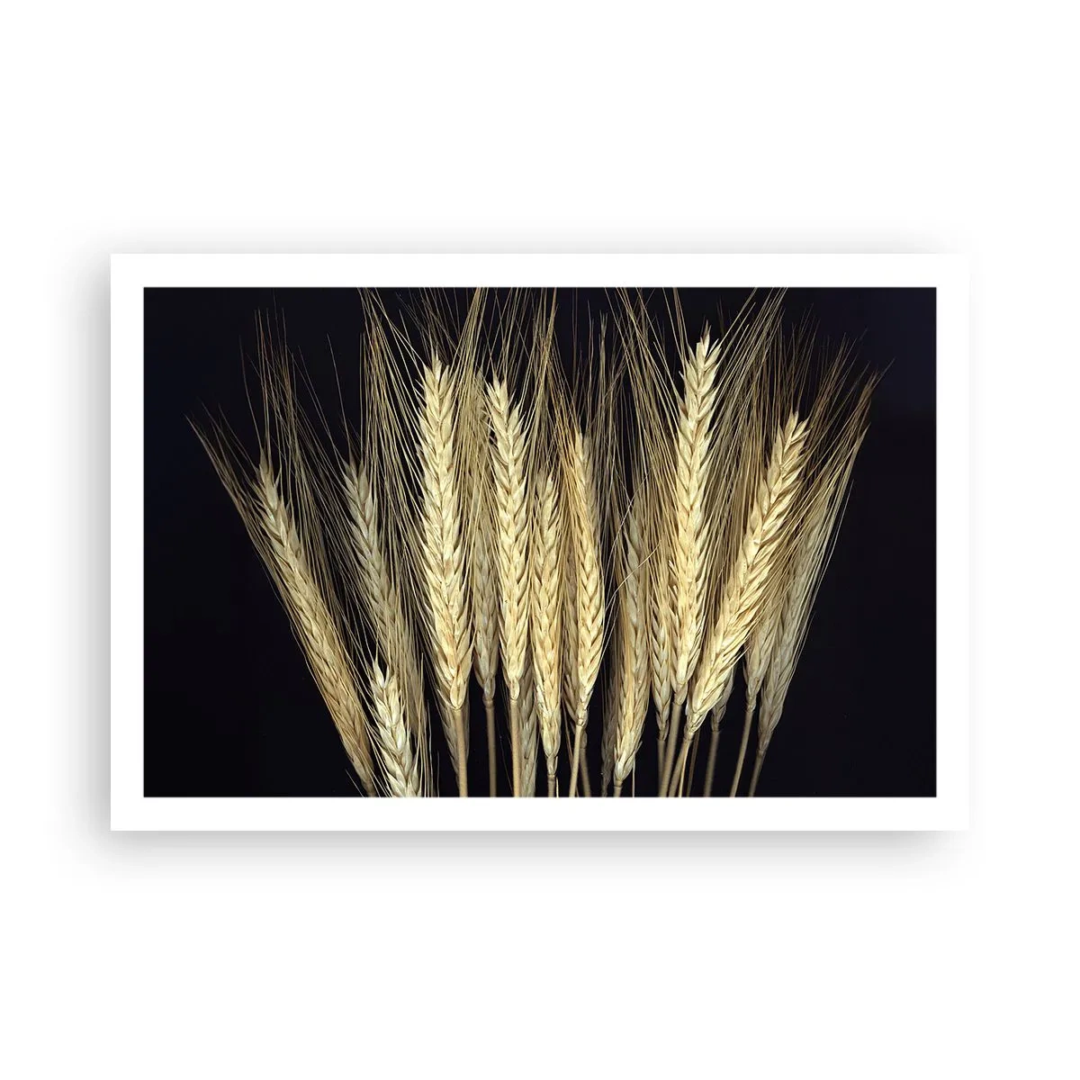 Poster - Magia rustica - 91x61 cm