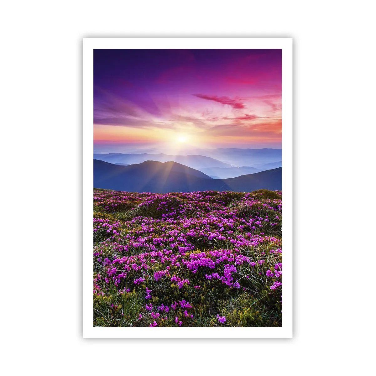 Poster - Il profumo dei fiori freschi del campo - 70x100 cm