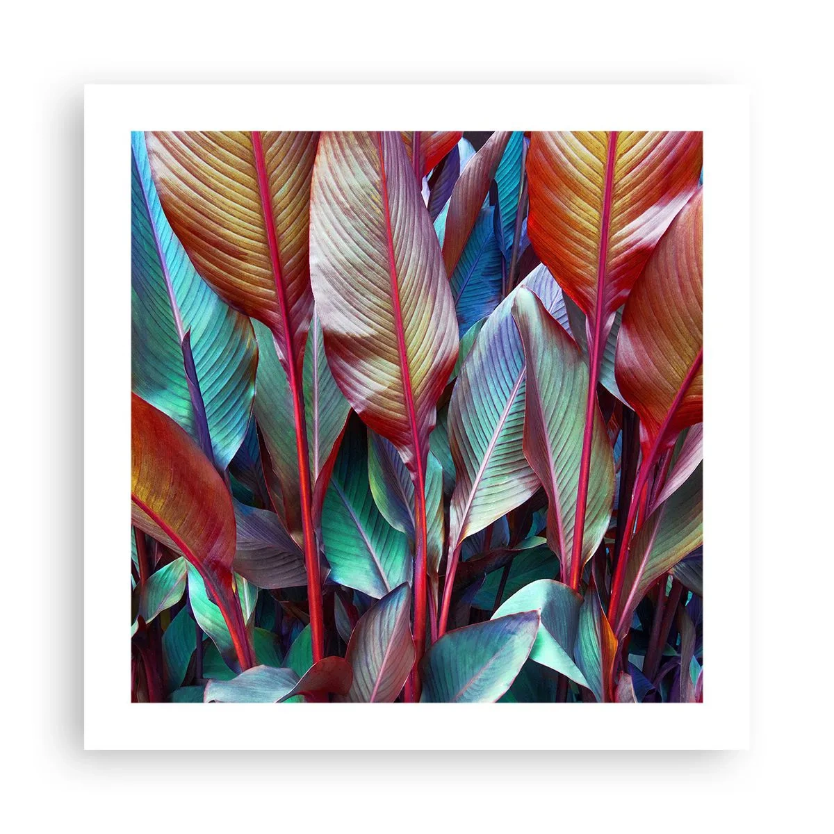 Poster - Selva colorata - 50x50 cm