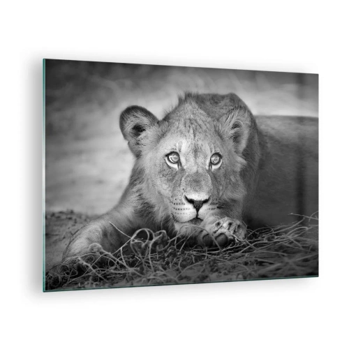 Quadro su vetro - Un cucciolo di leone in bianco e nero che fissa la telecamera - 70x50cm - Cucciolo reale - Decorazione murale moderna per soggiorno e camera da letto ARTTOR