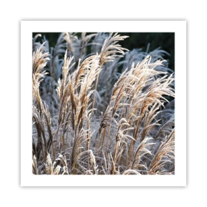 Poster - Vestite di brina - 50x50 cm
