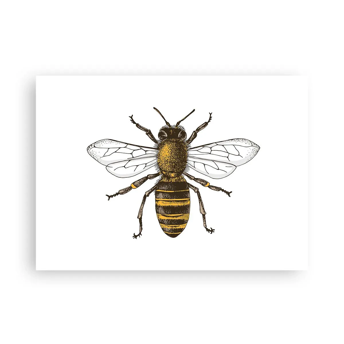 Poster - Bella e buona - 70x50 cm