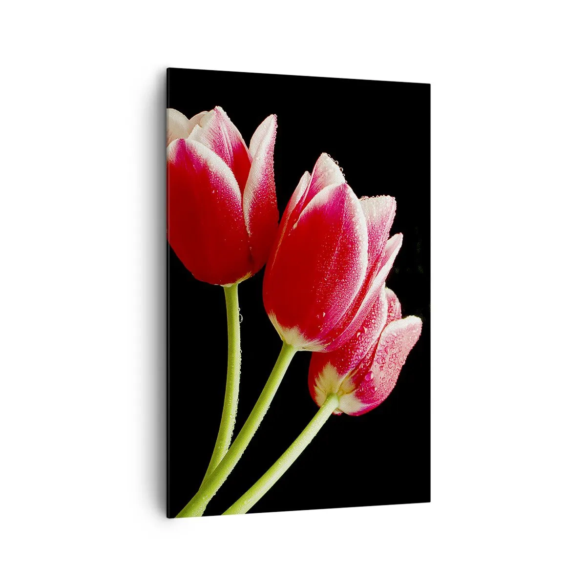 Quadro su tela - Stampe su Tela - Tulipani rossi con gocce di rugiada su sfondo nero - 80x120cm - Promessa di amore puro - Decorazione murale moderna per soggiorno e camera da letto ARTTOR