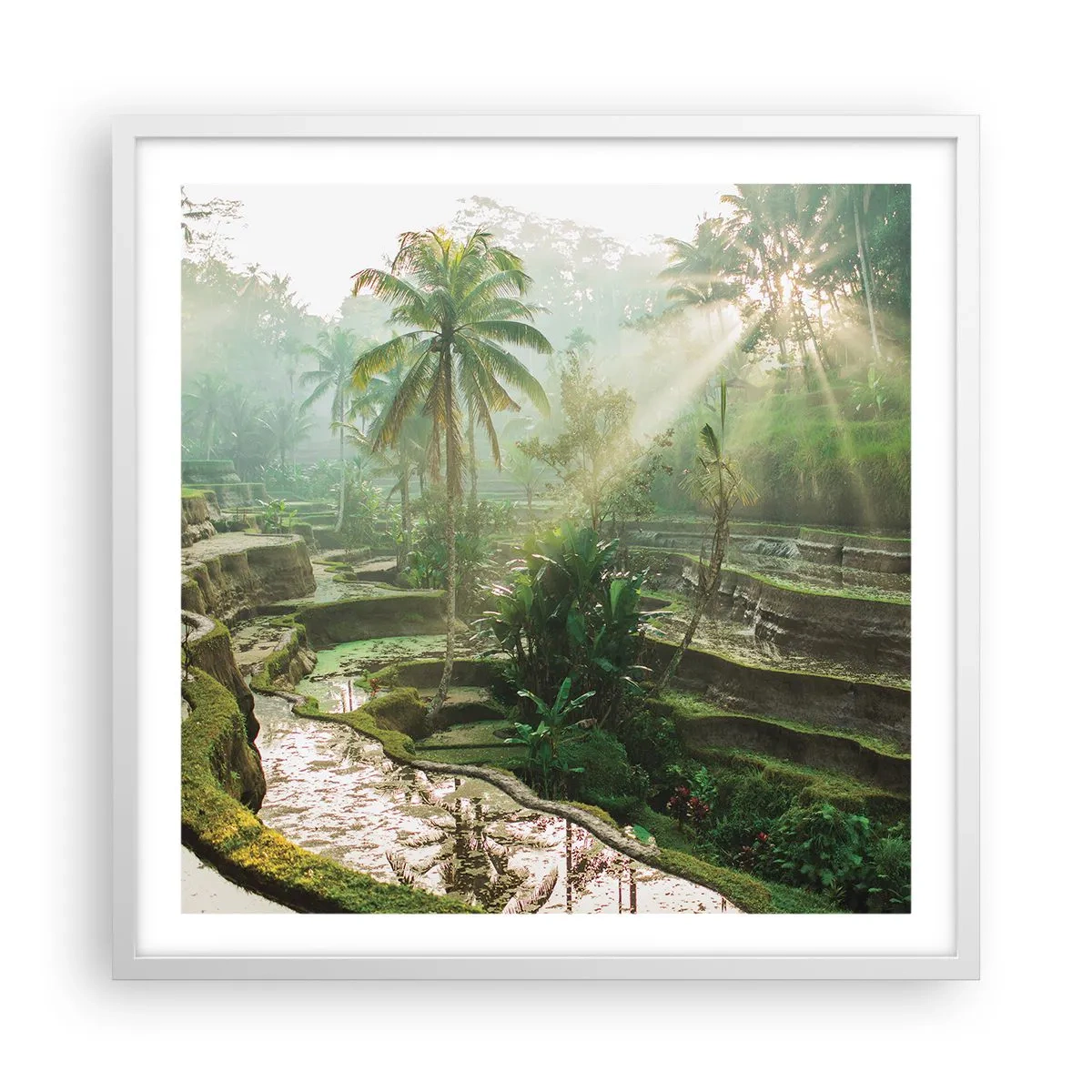 Poster in cornice bianca - Crescere al sole - 60x60 cm