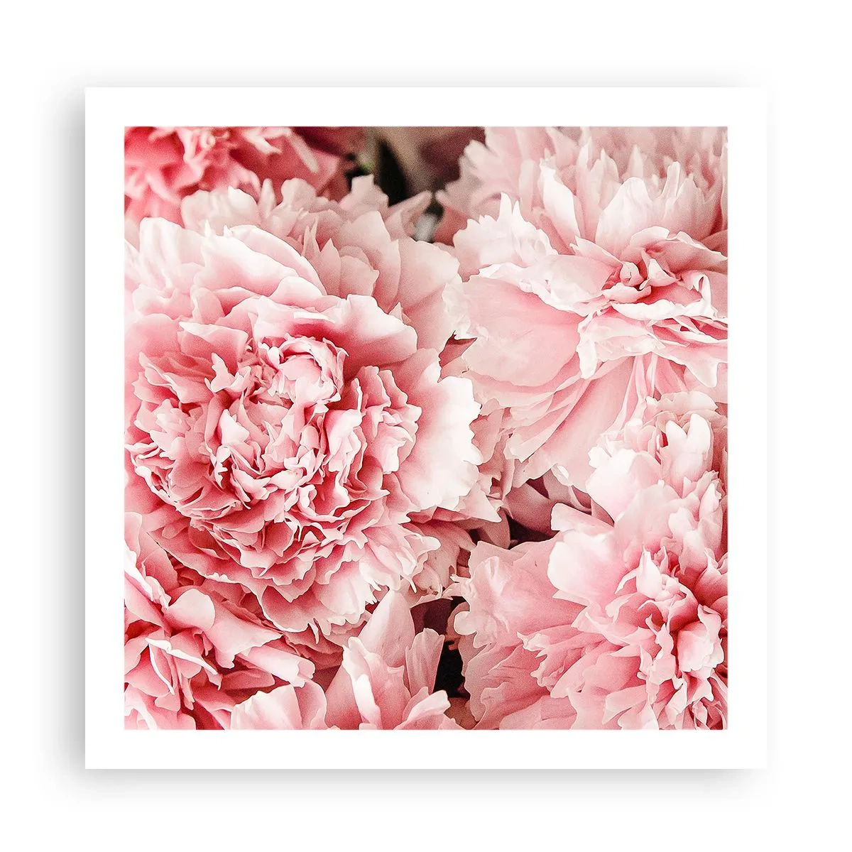 Poster - Sogno rosa - 60x60 cm