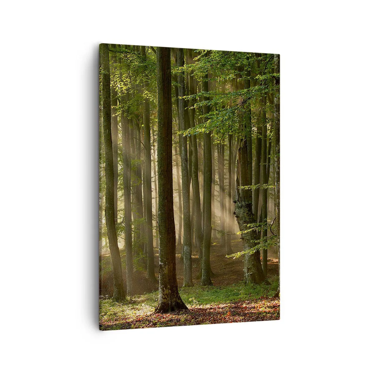 Quadro su tela - Stampe su Tela - Raggi di sole che penetrano attraverso gli alberi nella foresta - 50x70cm - Raggiante in un mattino di primavera - Decorazione murale moderna per soggiorno e camera da letto ARTTOR