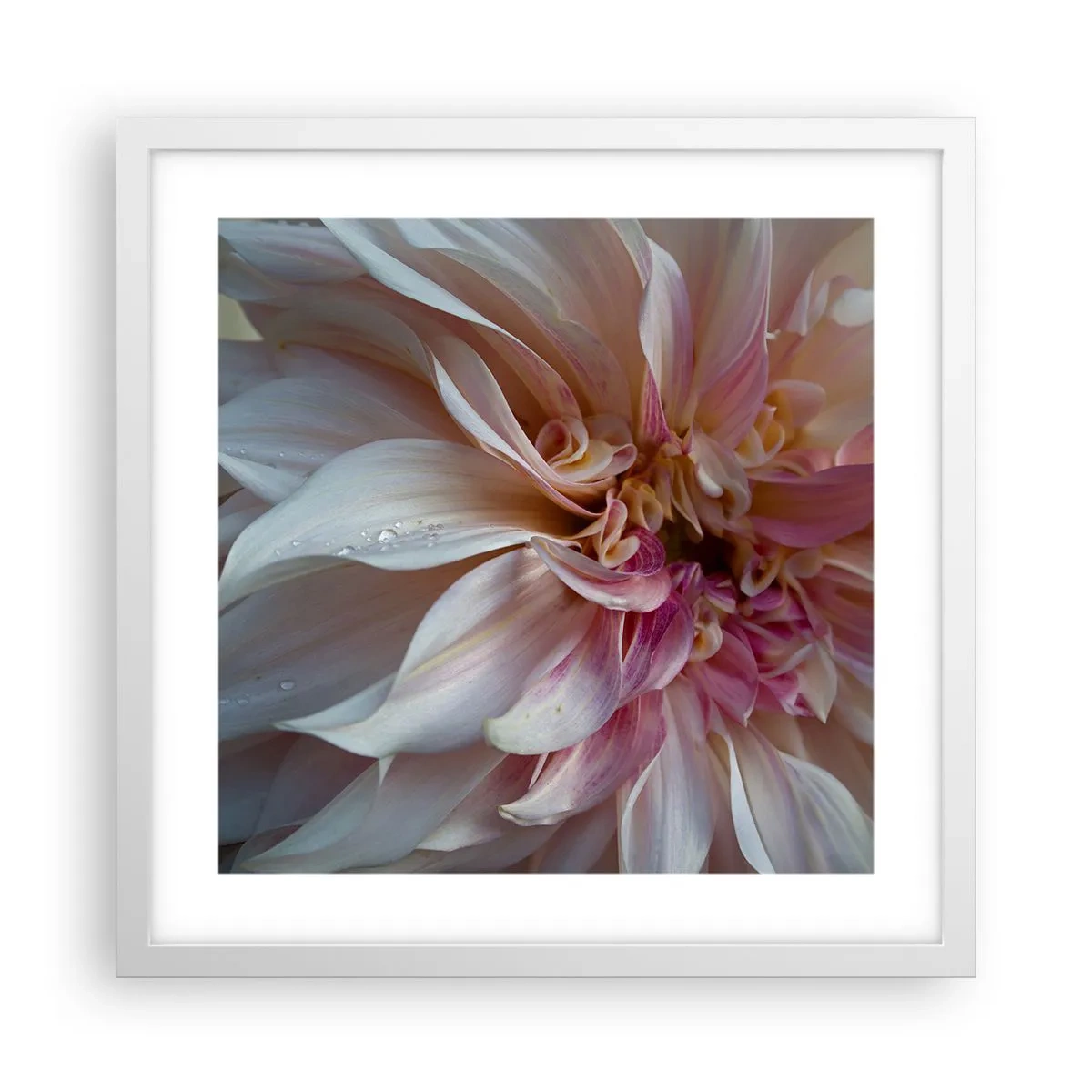 Poster in cornice bianca - Freschezza in fiore - 40x40 cm