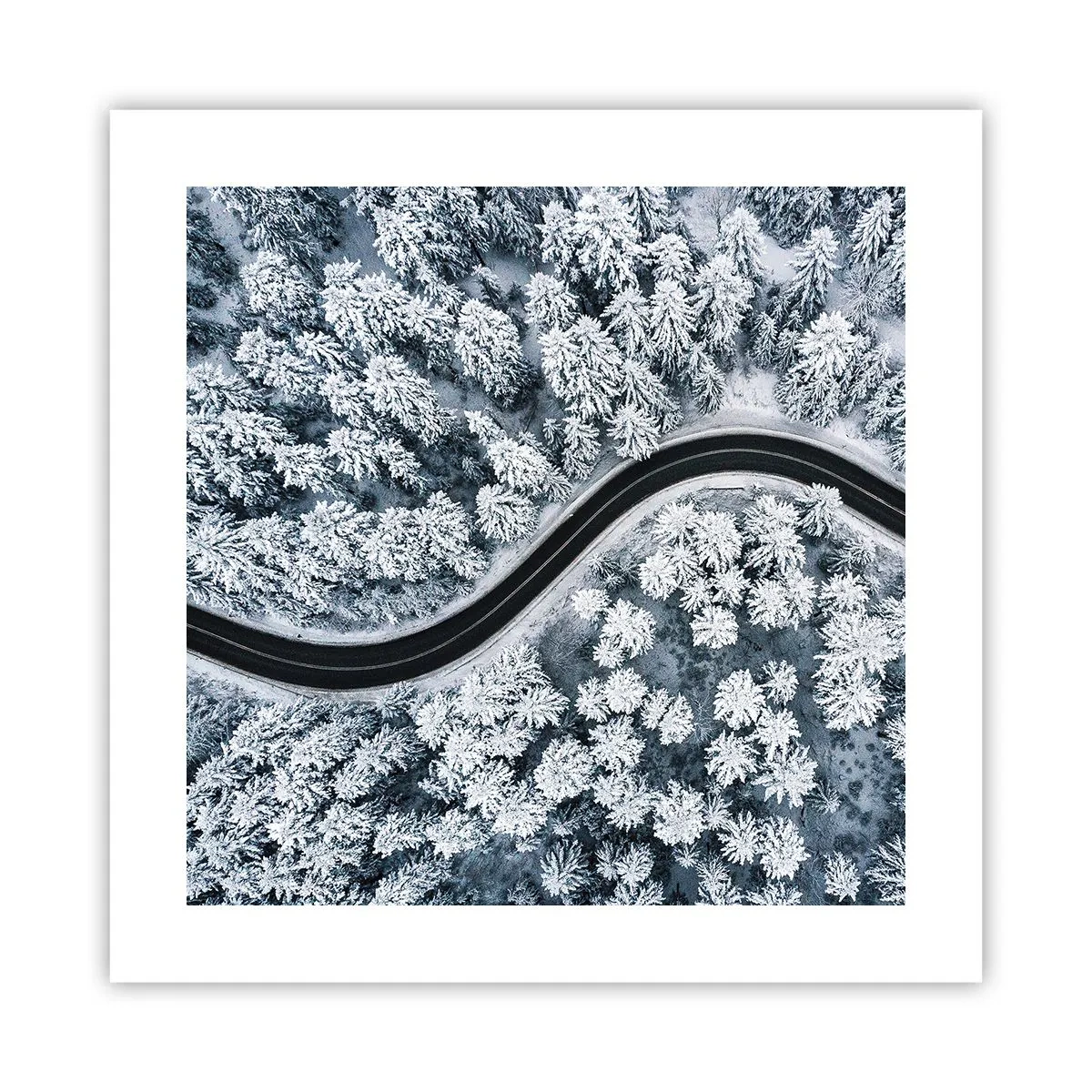 Poster - Attraverso il bosco invernale - 40x40 cm