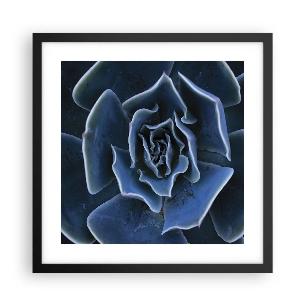 Poster in cornice nera - Fiore del deserto - 40x40 cm