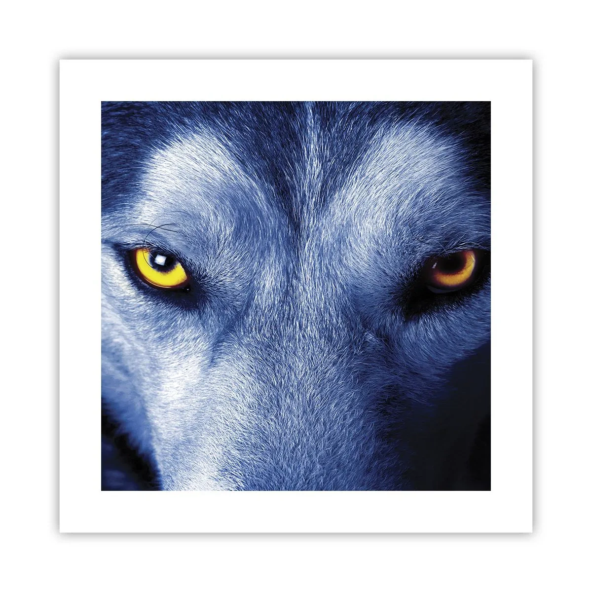 Poster - Sguardo ipnotico - 40x40 cm