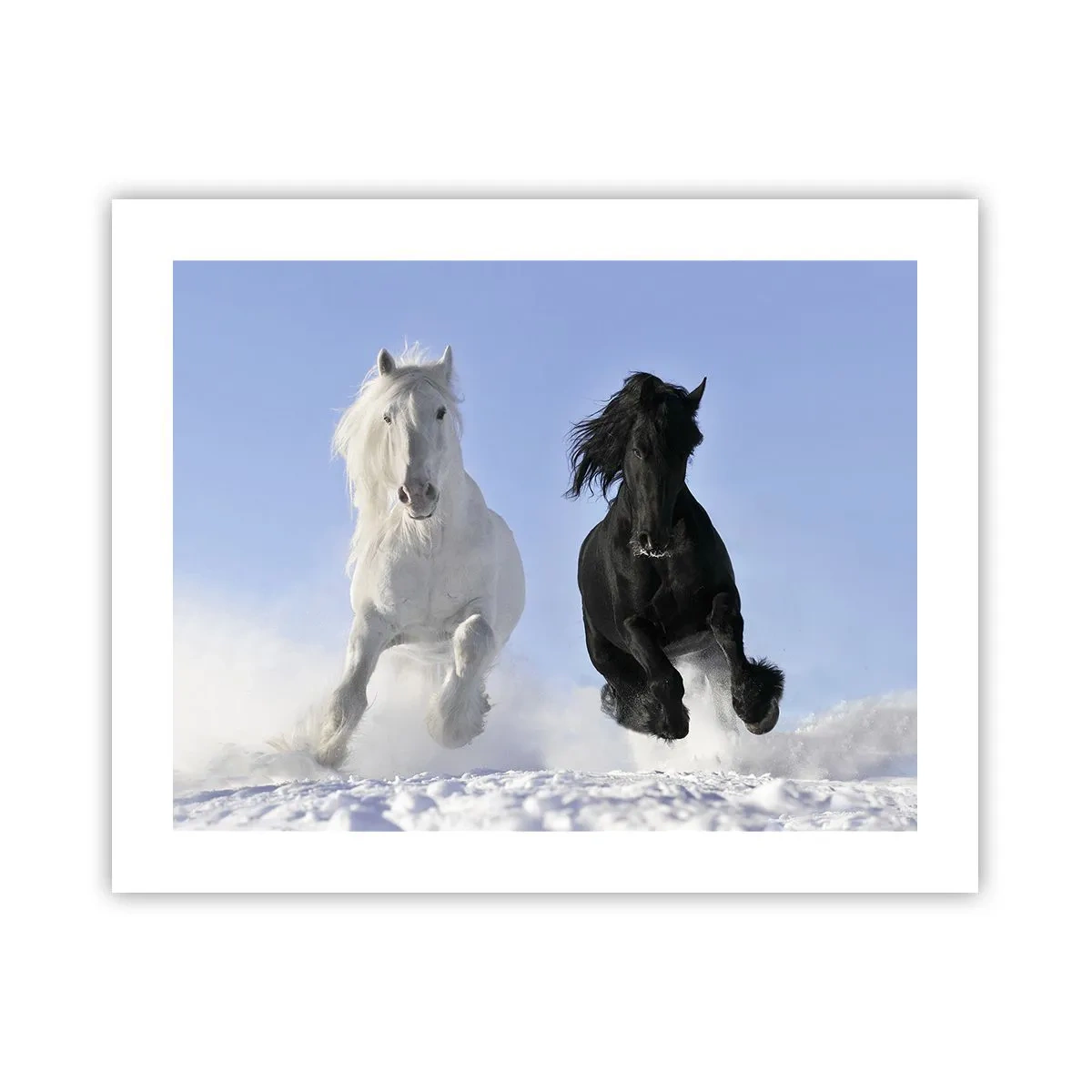 Poster - Galoppo in bianco e nero - 50x40 cm