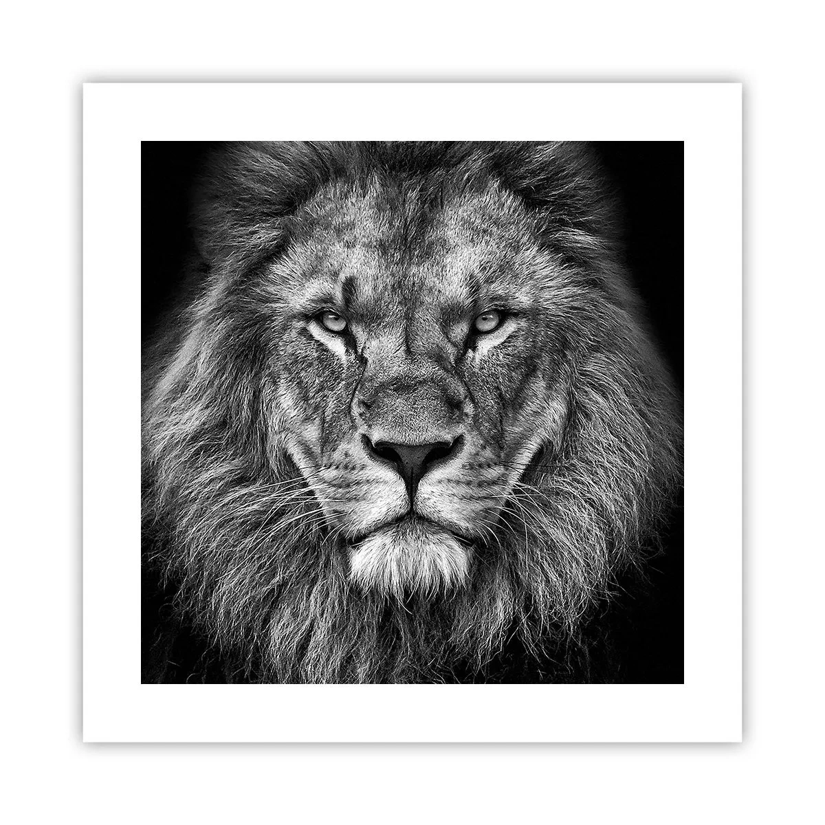 Poster - Nell'abito dell'incoronazione - 40x40 cm