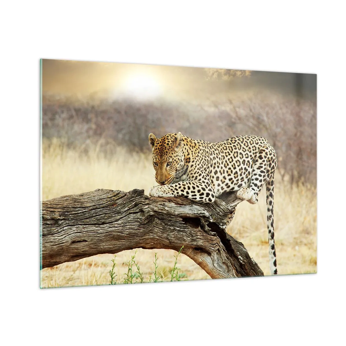 Quadro su vetro - Un leopardo che riposa su un ramo di legno - 100x70cm - Vado per la mia strada - Decorazione murale moderna per soggiorno e camera da letto ARTTOR