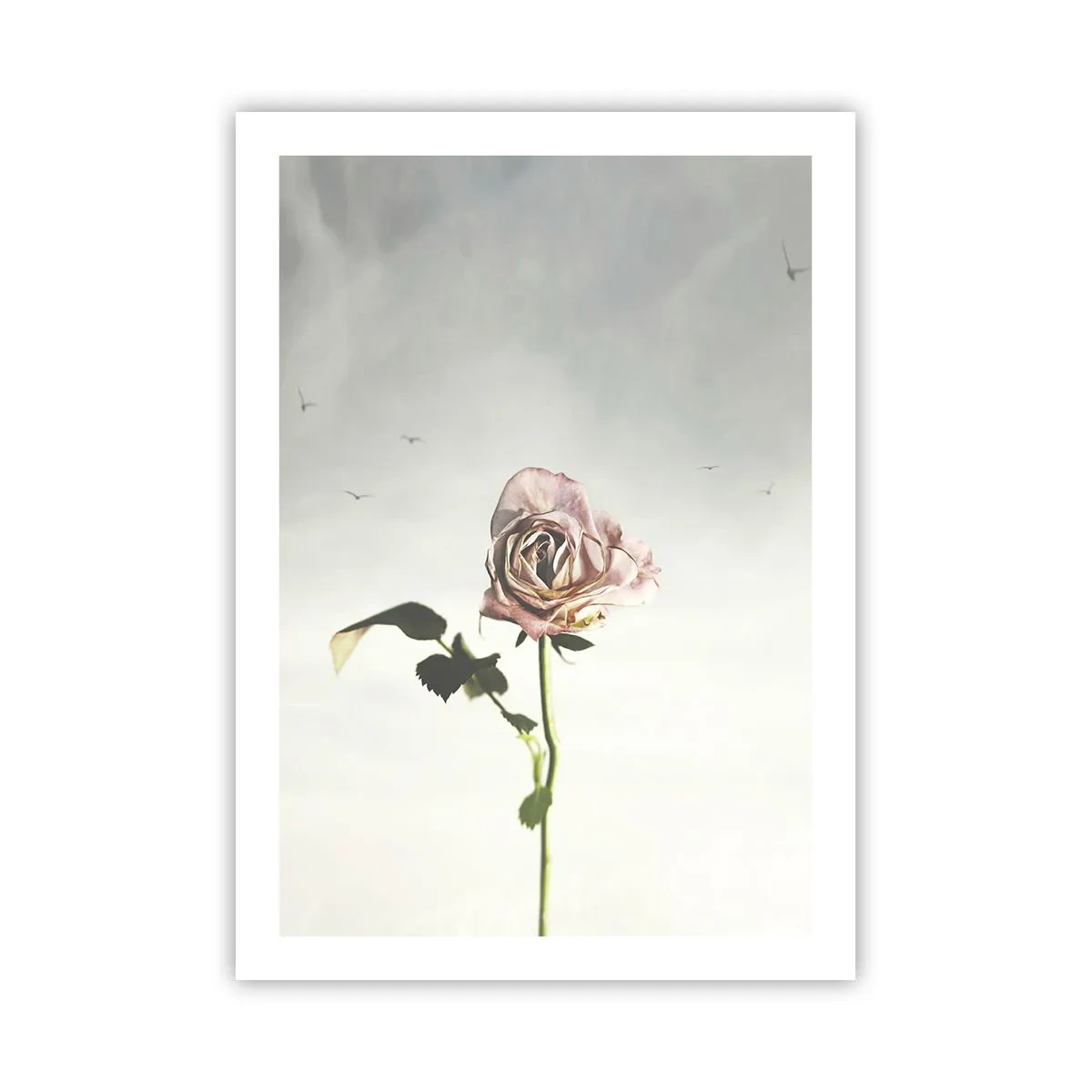 Poster - Una rosa sottile contro un cielo delicato - 50x70cm - Il benvenuto alla primavera - Decorazione murale moderna per soggiorno e camera da letto ARTTOR
