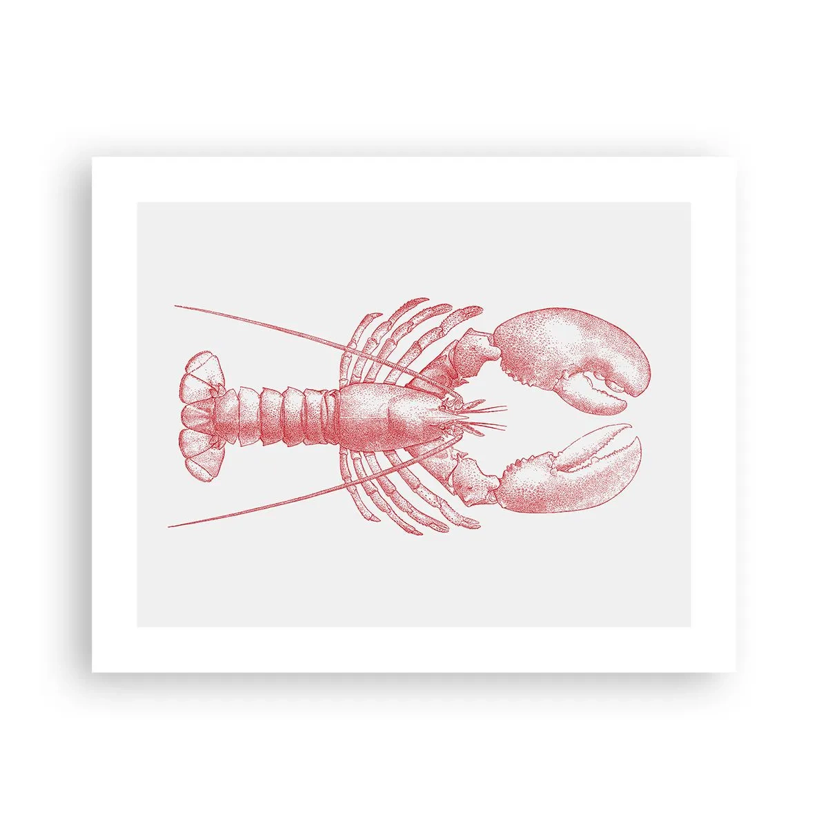 Poster - Aragosta d'agosto - 50x40 cm