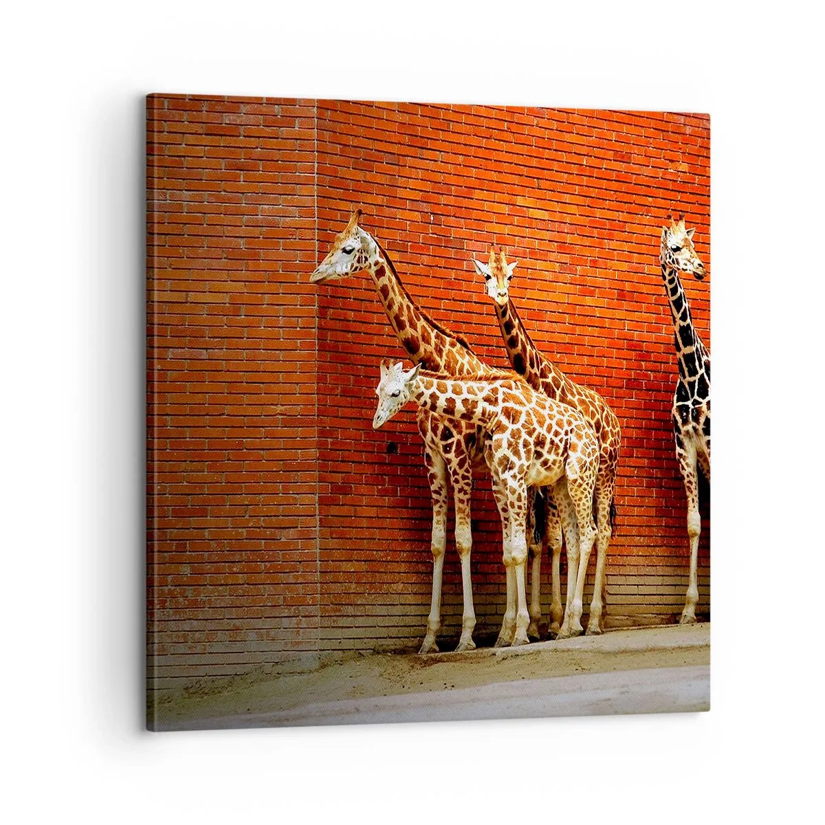 Quadro su tela - Stampe su Tela - Vedete qualche acacia? - 60x60 cm