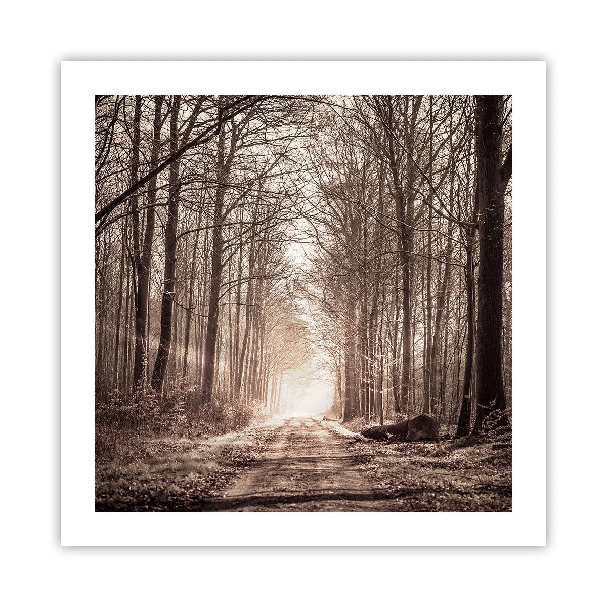 Poster - La cattedrale del bosco - 50x50 cm