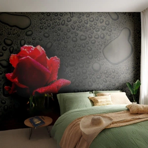 Fotomurali Premium Canvas - Rosso e nero - Fiori, Rosa, Acqua - 450x315 cm