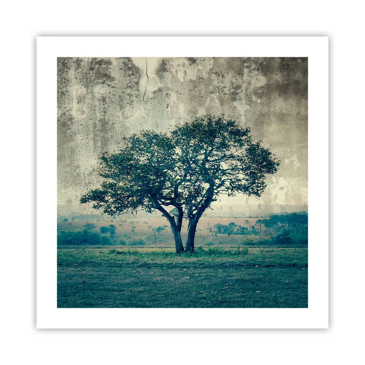 Poster - Un melo su un prato blu? - 50x50 cm