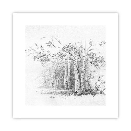 Poster - La luce della foresta di betulle - 30x30 cm