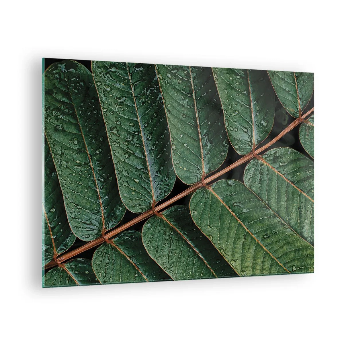 Quadro su vetro - Primo piano di foglie verdi con gocce d'acqua - 70x50cm - Al ritmo verde - Decorazione murale moderna per soggiorno e camera da letto ARTTOR
